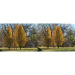 Foto dei utenti Huawei Pura 80 Pro