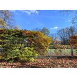 Foto dei utenti Huawei Pura 80 Pro