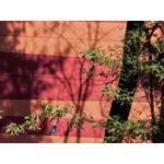 Foto dei utenti Huawei Pura 80 Pro