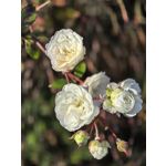 Foto dei utenti Huawei Pura 80 Pro