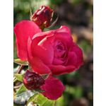 Foto dei utenti Huawei Pura 80 Pro