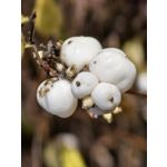 Foto dei utenti Huawei Pura 80 Pro