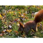 Foto dei utenti Huawei Pura 80 Pro