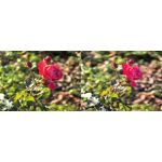 Foto dei utenti Huawei Pura 80 Pro