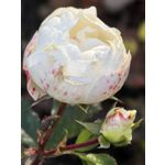 Foto dei utenti Huawei Pura 80 Pro