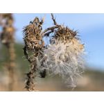 用戶照片 Huawei Pura 80 Ultra