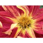 用戶照片 Huawei Pura 80 Ultra