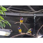 用戶照片 Huawei Pura 80 Ultra