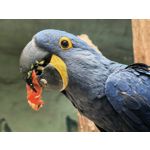 用戶照片 Huawei Pura 80 Ultra