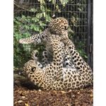 用戶照片 Huawei Pura 80 Ultra