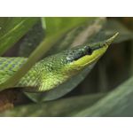 用戶照片 Huawei Pura 80 Ultra