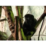 用戶照片 Huawei Pura 80 Ultra