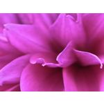 用戶照片 Huawei Pura 80 Ultra