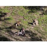 用戶照片 Huawei Pura 80 Ultra