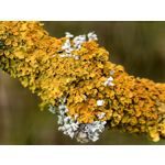 用戶照片 Huawei Pura 80 Ultra