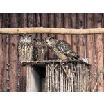 用戶照片 Huawei Pura 80 Ultra