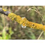 用戶照片 Huawei Pura 80 Ultra