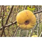 用戶照片 Huawei Pura 80 Ultra