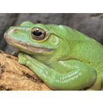 用戶照片 Huawei Pura 80 Ultra