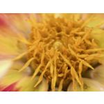 用戶照片 Huawei Pura 80 Ultra