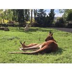 用戶照片 Huawei Pura 80 Ultra