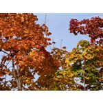 用戶照片 Huawei Pura 80 Ultra