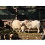 用戶照片 Huawei Pura 80 Ultra