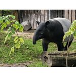 用戶照片 Huawei Pura 80 Ultra