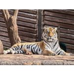 用戶照片 Huawei Pura 80 Ultra