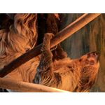 用戶照片 Huawei Pura 80 Ultra