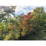 用戶照片 Huawei Pura 80 Ultra