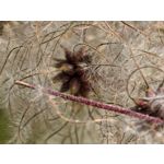 用戶照片 Huawei Pura 80 Ultra