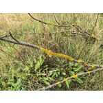 用戶照片 Huawei Pura 80 Ultra