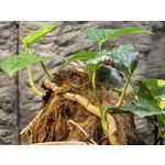 用戶照片 Huawei Pura 80 Ultra