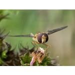 用戶照片 Huawei Pura 80 Ultra