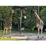 用戶照片 Huawei Pura 80 Ultra