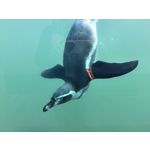 用戶照片 Huawei Pura 80 Ultra