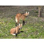 用戶照片 Huawei Pura 80 Ultra