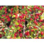 用戶照片 Huawei Pura 80 Ultra