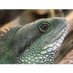 用戶照片 Huawei Pura 80 Ultra