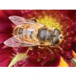 用戶照片 Huawei Pura 80 Ultra