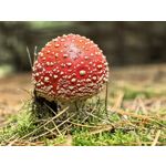 用戶照片 Huawei Pura 80 Ultra