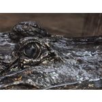 用戶照片 Huawei Pura 80 Ultra