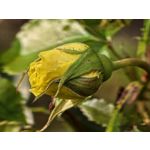 用戶照片 Huawei Pura 80 Ultra