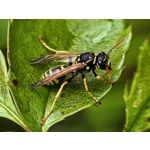 用戶照片 Huawei Pura 80 Ultra