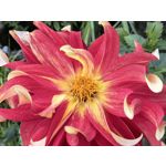 用戶照片 Huawei Pura 80 Ultra