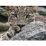 用戶照片 Huawei Pura 80 Ultra