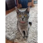 PHOTOS FAITES AVEC CE SMARTPHONE