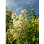 Foto dei utenti Infinix Note 12 Pro 4G