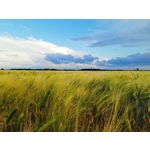 Foto dei utenti Infinix Note 12 Pro 4G